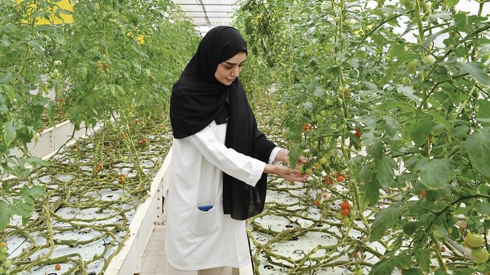 تزايد في «الحيازات النباتية».. و«العين» تتصدر