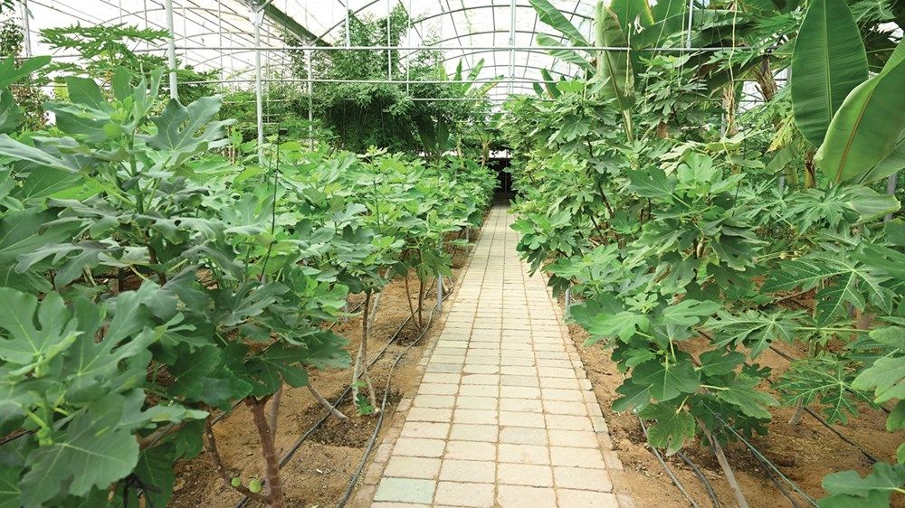 تزايد في «الحيازات النباتية».. و«العين» تتصدر