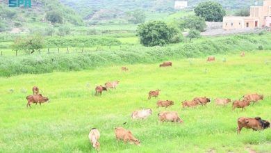 11 برنامجا تطويريا مبتكرا لتعزيز الجمعيات الزراعية والحيوانية