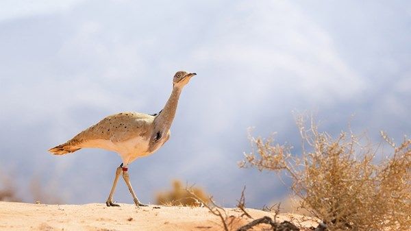 بدقة تصل إلى 90%.. أبوظبي توظّف تقنيات متقدمة لرسم خرائط مواطن الموائل البيئية