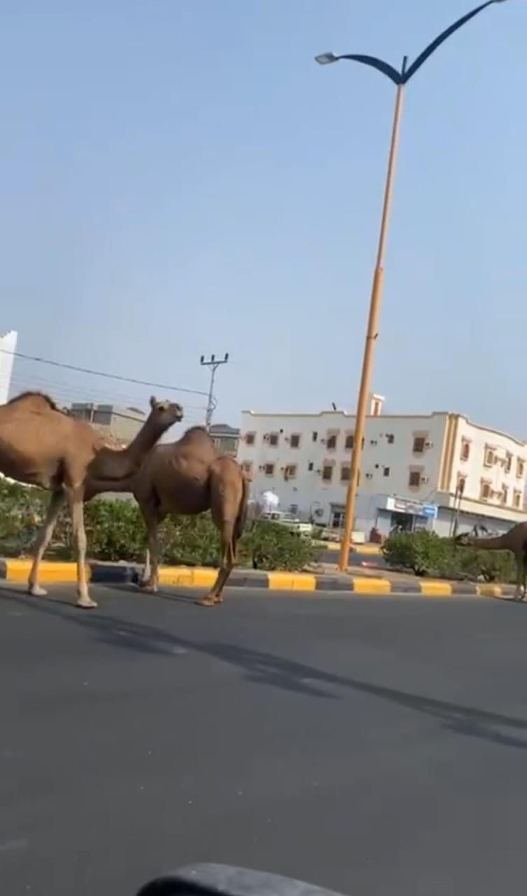 إبل سائبة تجوب شارع بأضم وتقتات على أشجاره.. فيديو وصور