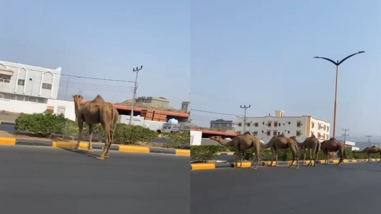 إبل سائبة تجوب شارع بأضم وتقتات على أشجاره.. فيديو وصور