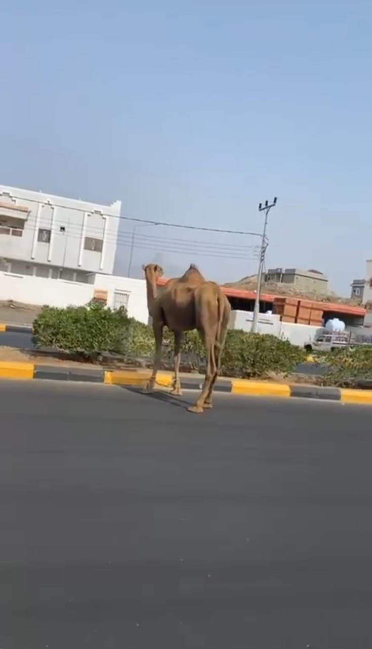 إبل سائبة تجوب شارع بأضم وتقتات على أشجاره.. فيديو وصور