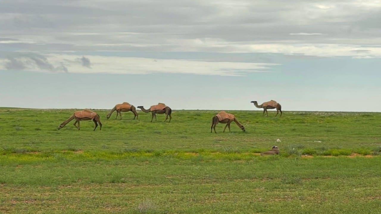 جمال وهدوء مدينة طريف يأسر قلوب الزائرين.. فيديو وصور