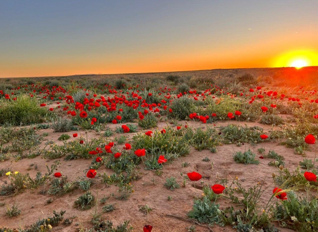 جمال وهدوء مدينة طريف يأسر قلوب الزائرين.. فيديو وصور
