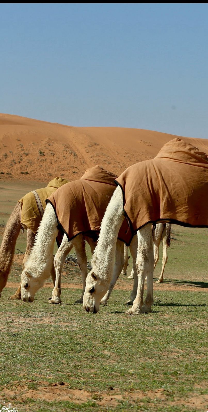 جمال وهدوء مدينة طريف يأسر قلوب الزائرين.. فيديو وصور