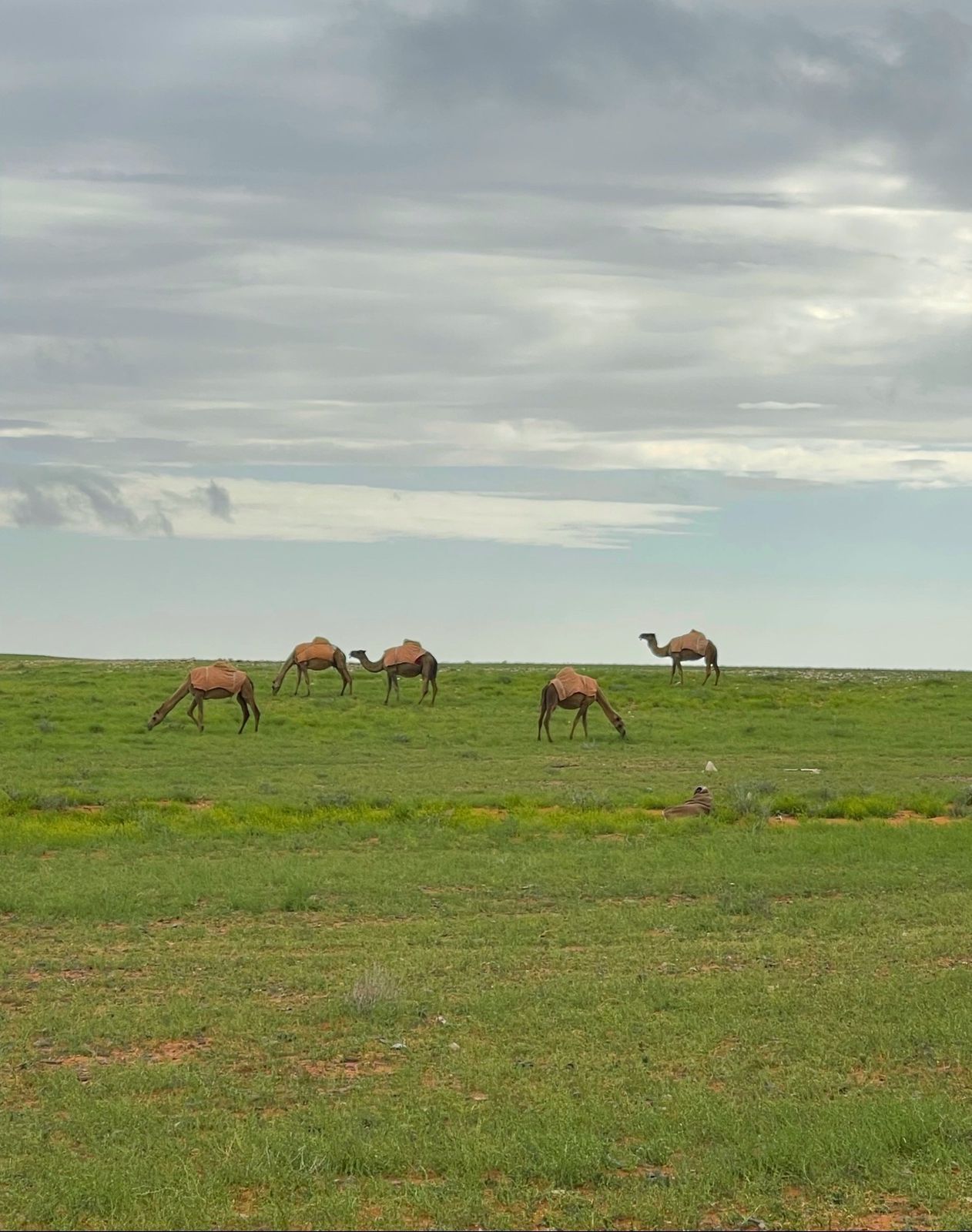 جمال وهدوء مدينة طريف يأسر قلوب الزائرين.. فيديو وصور