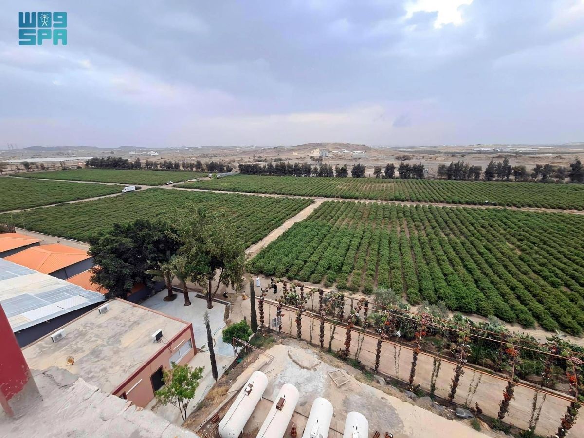«سفراء الزراعة» يطلعون على تجربة إنتاج العطور في أبها