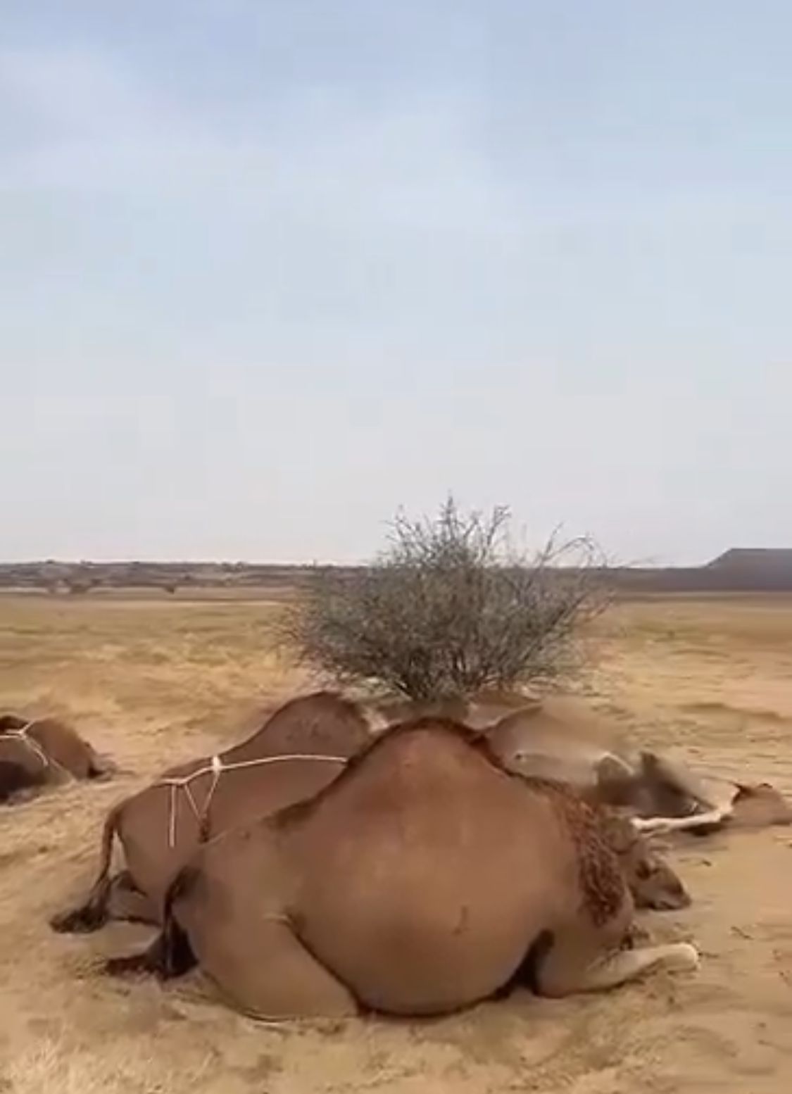 البرق يتسبب في نفوق عدد من الإبل جنوب القوز بالقنفذة.. فيديو