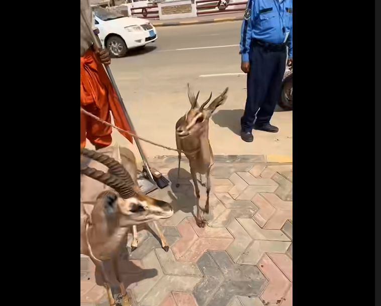 عرض غزلان للبيع في عدن (صورة)