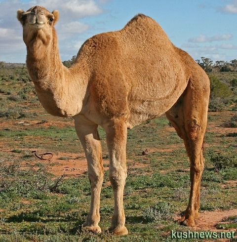 إحباط محاولة تهريب 42 رأسًا من الإبل في طريقها لدولة مجاورة