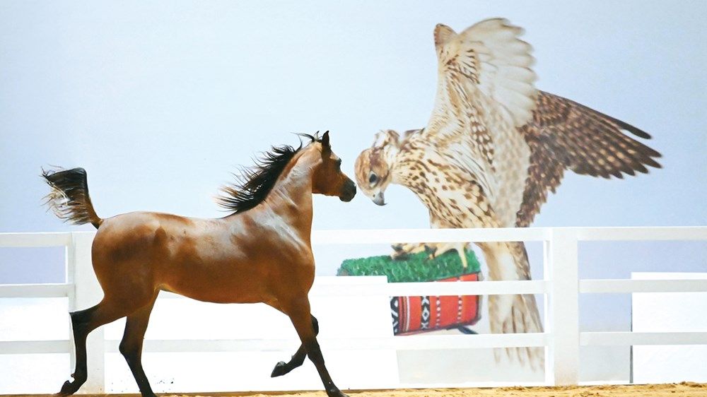 برعاية حمدان بن زايد.. معرض أبوظبي الدولي للصيد والفروسية ينطلق السبت المقبل