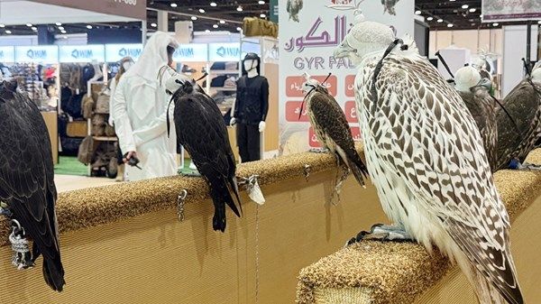 «أبوظبي الدولي للصيد والفروسية».. كاميرات ذكية وأجهزة تتبع تعزز رياضة الصقارة