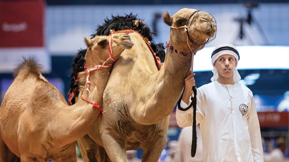 «أبوظبي للصيد والفروسية».. منصة لصون التراث وتعزيز الهوية الوطنية