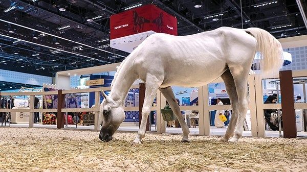 «الصيد والفروسية».. وجهة تجمع الترفيه والمغامرة وأصالة التاريخ والتراث