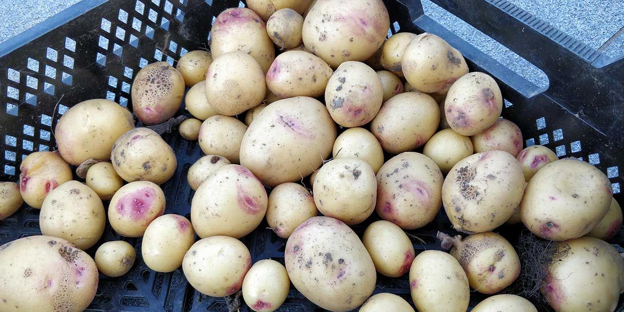 بطاطس في الحذاء..!!