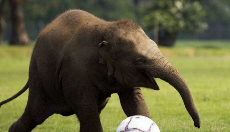 نظرية ذيل الفيل