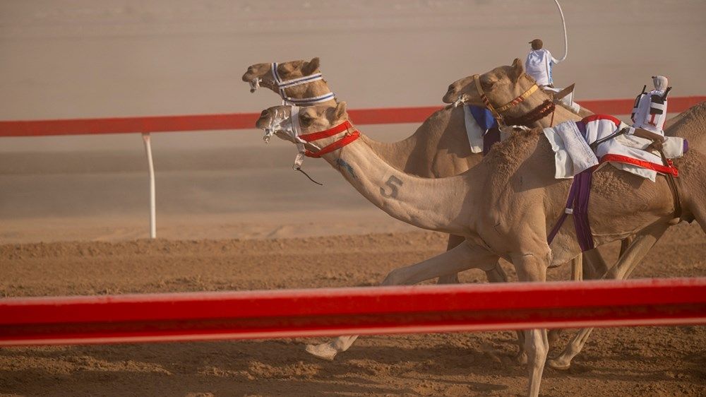 هزاع بن زايد يشهد منافسات ختامي مهرجان العين لسباقات الهجن 2025