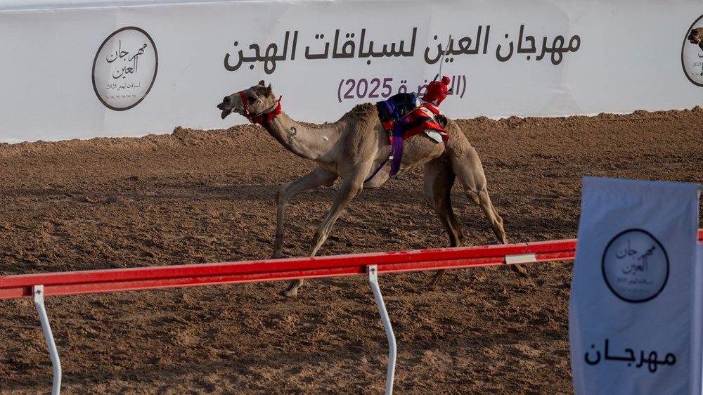 هزاع بن زايد يشهد منافسات ختامي مهرجان العين لسباقات الهجن 2025