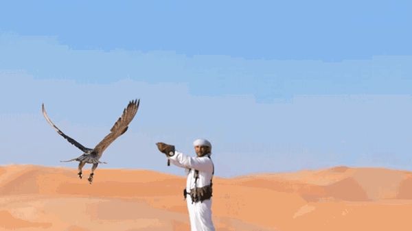 بتوجيهات حمدان بن زايد.. "البيئة – أبوظبي" تمدّد موسم الصيد بالصقور
