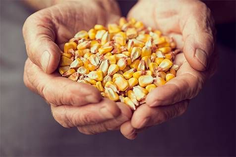 عقود الذرة تغلق على ارتفاع مع استمرار الرهان بشأن المشتريات الصينية