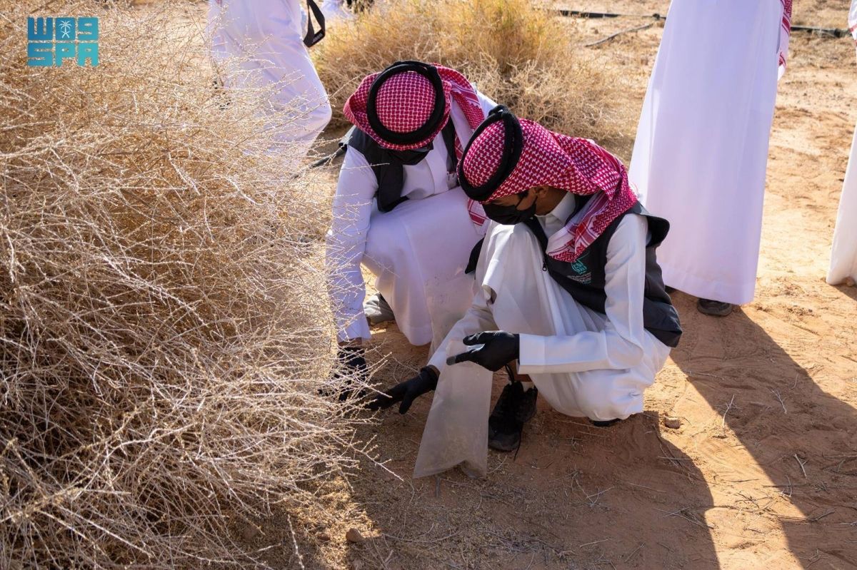 مركز تنمية الغطاء النباتي يطلق مبادرة جمع البذور بمركز أبحاث وتنمية المراعي