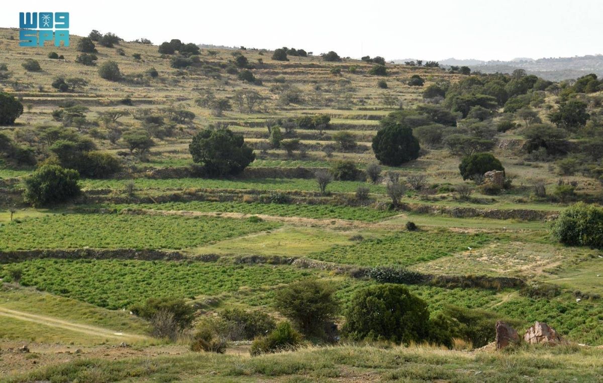 الوسم.. موسم التغيرات المناخية والبشائر الزراعية
