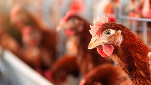 فرنسا تحذر من مستوى "مرتفع" من إنفلونزا الطيور بعد ظهور حالات جديدة