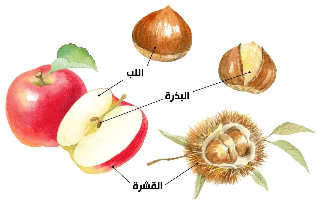 اليابان | كستناء اليابان... نكهة الخريف التي تُدفئ القلب وتروي الحنين
