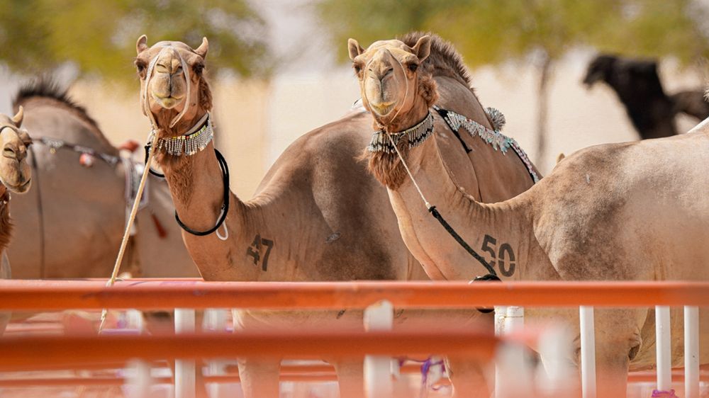تحت رعاية رئيس الدولة.. الدورة الـ19 من مهرجان الظفرة تعقد فعالياتها في أبوظبي