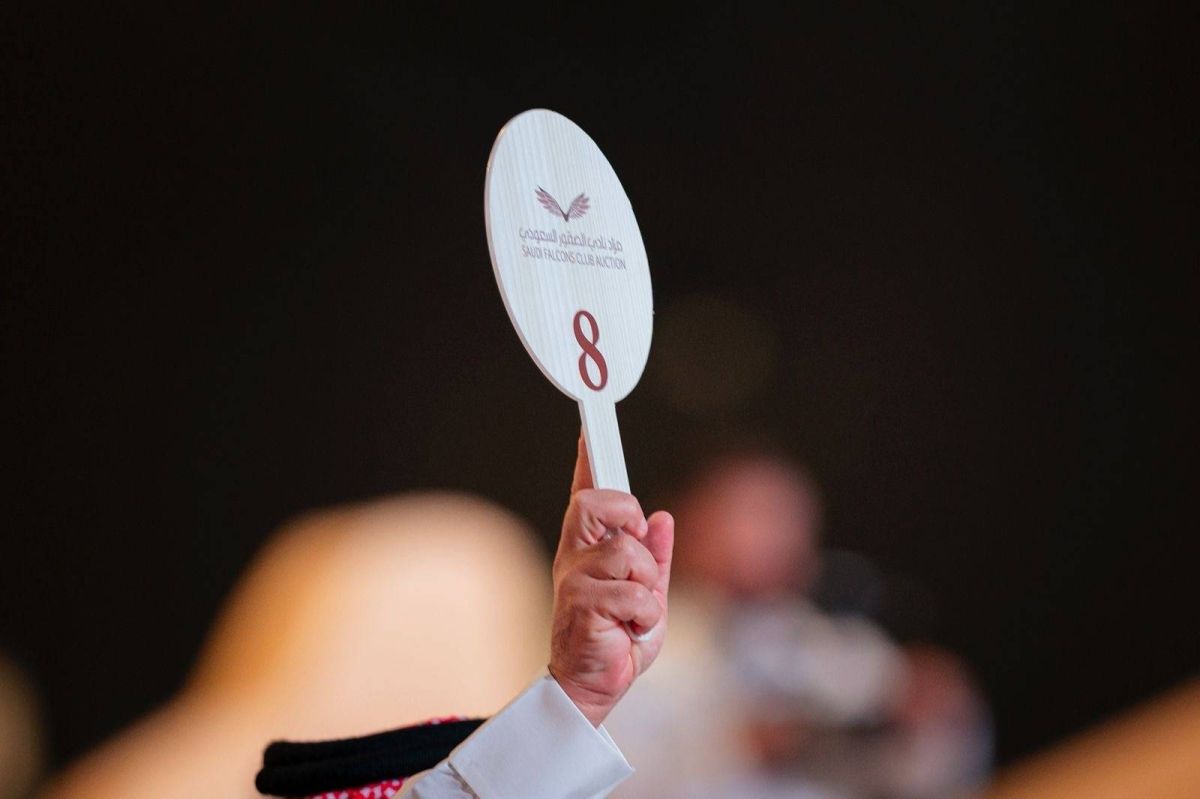 بيع شاهين فرخ بـ(136) ألف ريال في الليلة الـ14 لمزاد نادي الصقور السعودي 2025