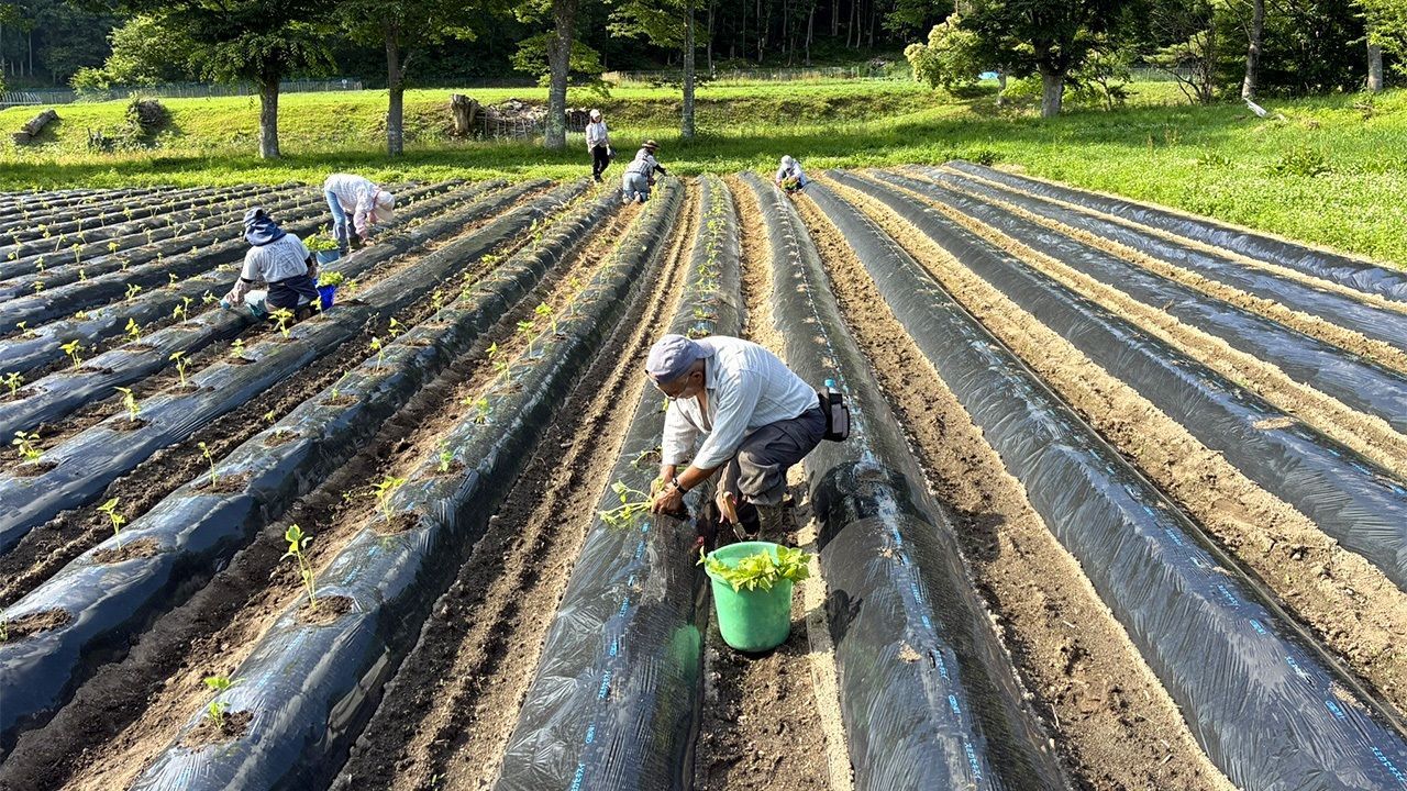 اليابان | في قلب فوكوشيما... قرية زراعية تصنع مستقبلًا من بين رماد الانكماش السكاني!