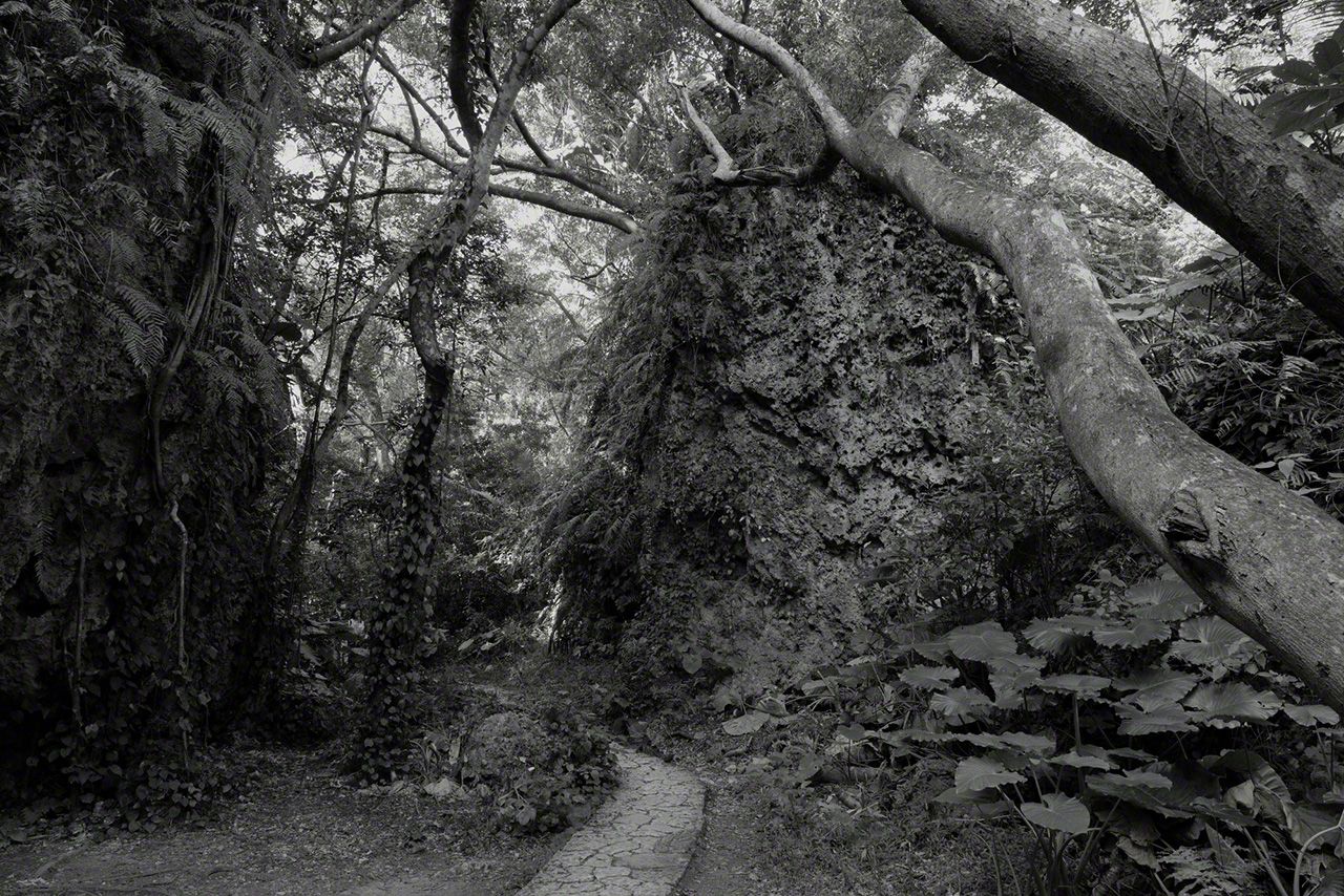 داخل الحرم المقدس، تتجذر نباتات السرخس في حجر ريوكيو الجيري. (© أوساكا هيروشي)