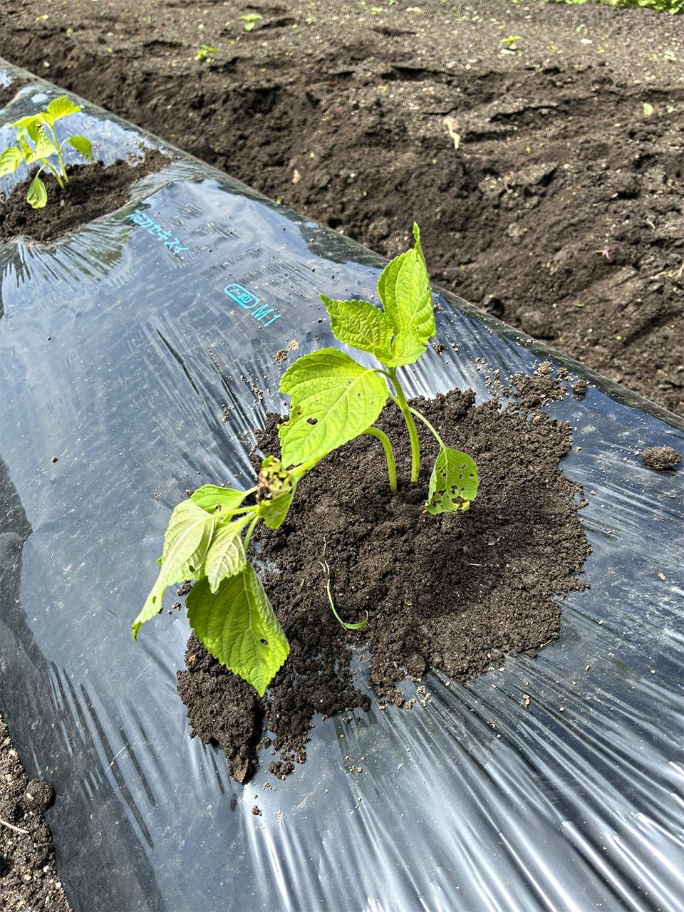 اليابان | في قلب فوكوشيما... قرية زراعية تصنع مستقبلًا من بين رماد الانكماش السكاني!