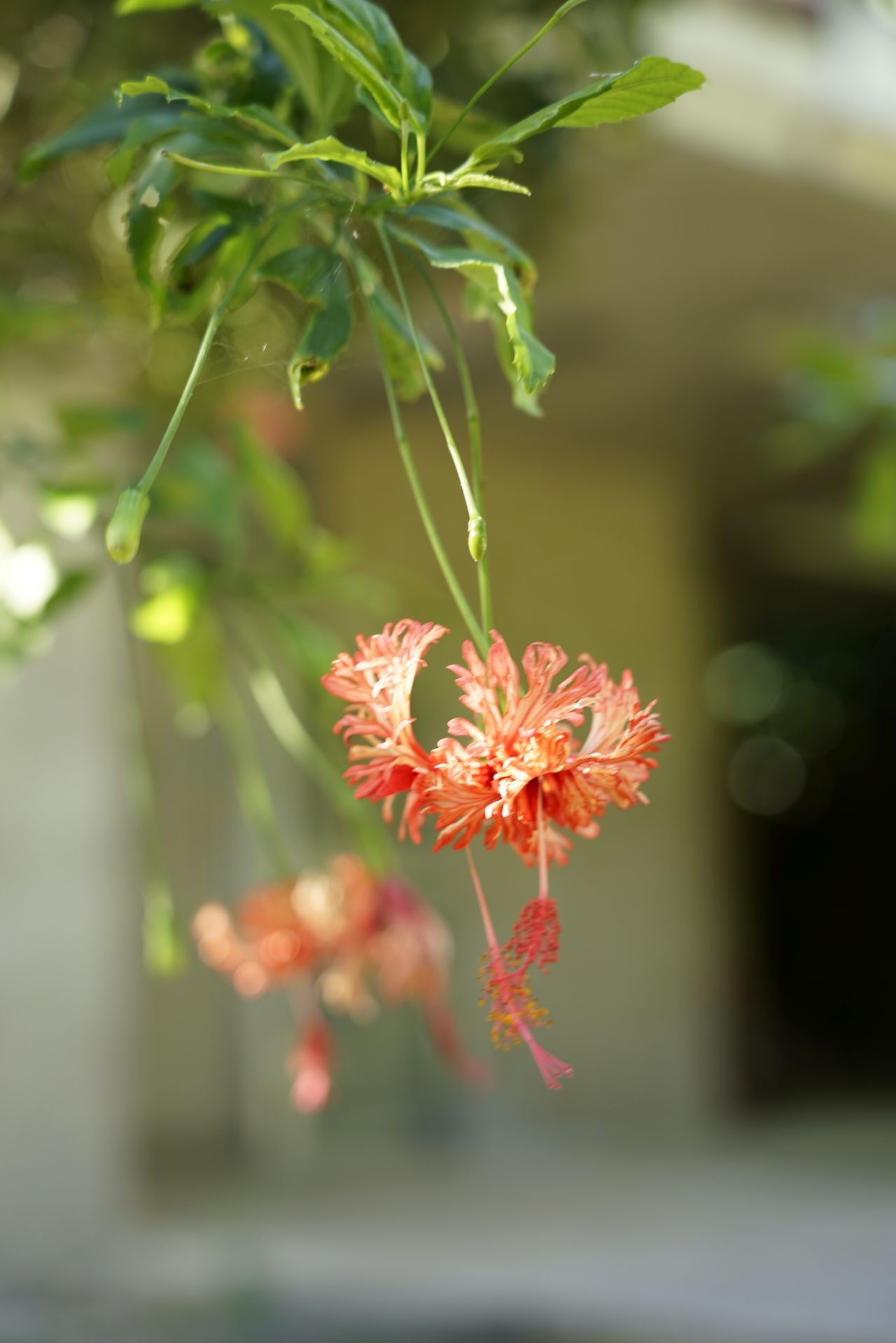 أزهار ”الكركديه الفانوسية“ (فورين بوسوغي) تتفتح عند مدخل الحرم المقدس. وفي أوكيناوا، تُستخدم أزهار الكركديه بكثرة في الاحتفالات الدينية ولتزيين الأماكن المقدسة. (© أوساكا هيروشي)