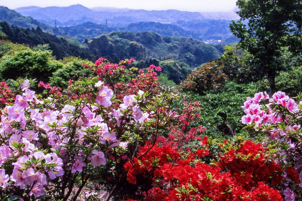 اليابان | مسار تين-إن في كاماكورا: رحلة بين معابد التاريخ وسحر الطبيعة وألوان الفصول