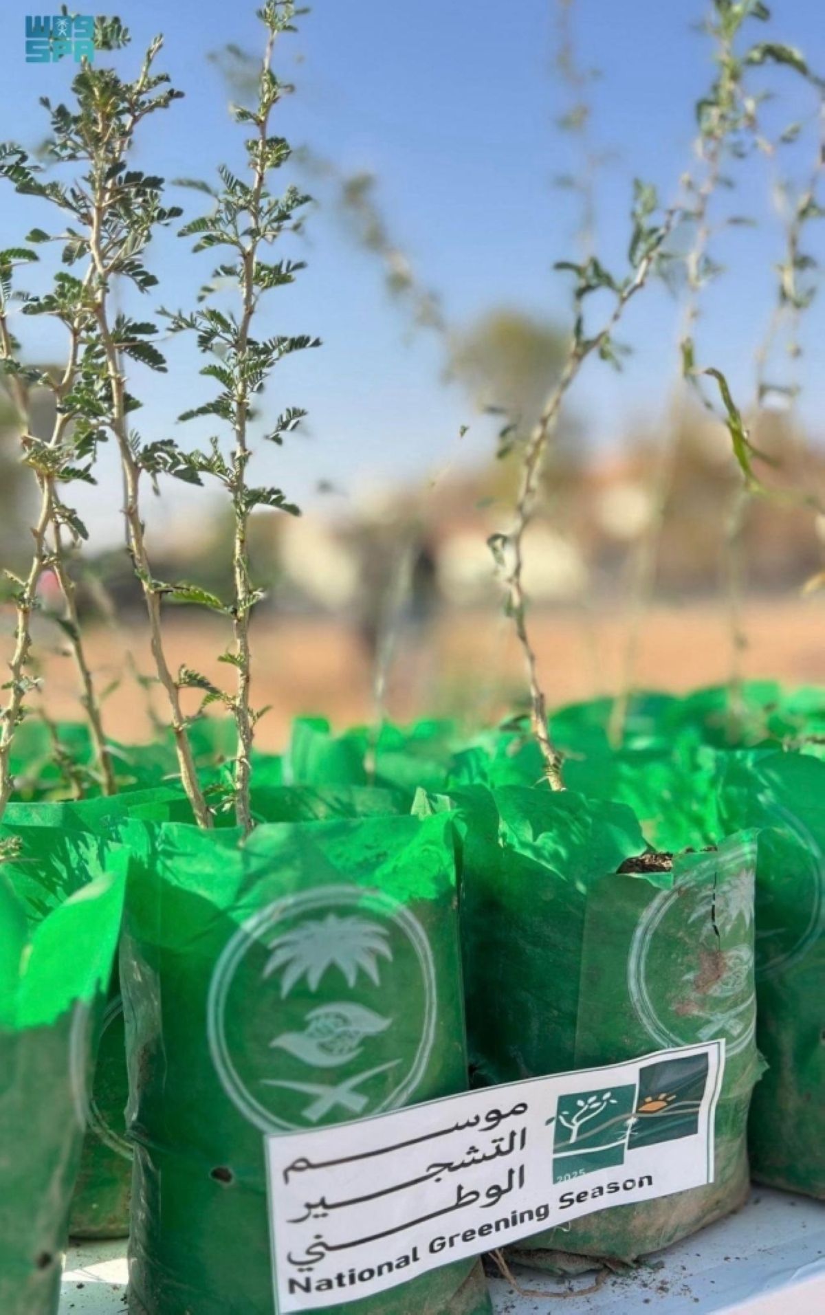 «الغطاء النباتي» برفحاء يطلق حملة تشجير تستهدف زراعة +20 ألف شتلة