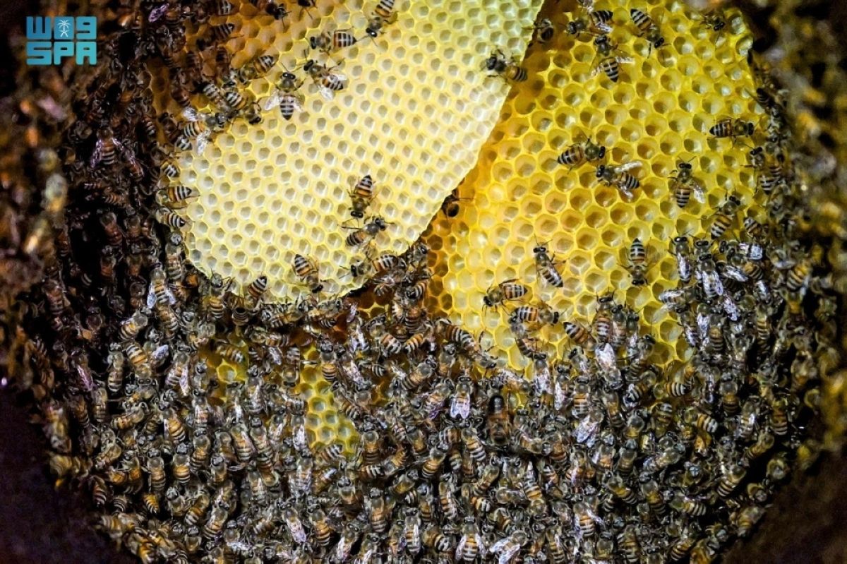 خلايا النحل بالطائف تستعد للهجرة التهامية