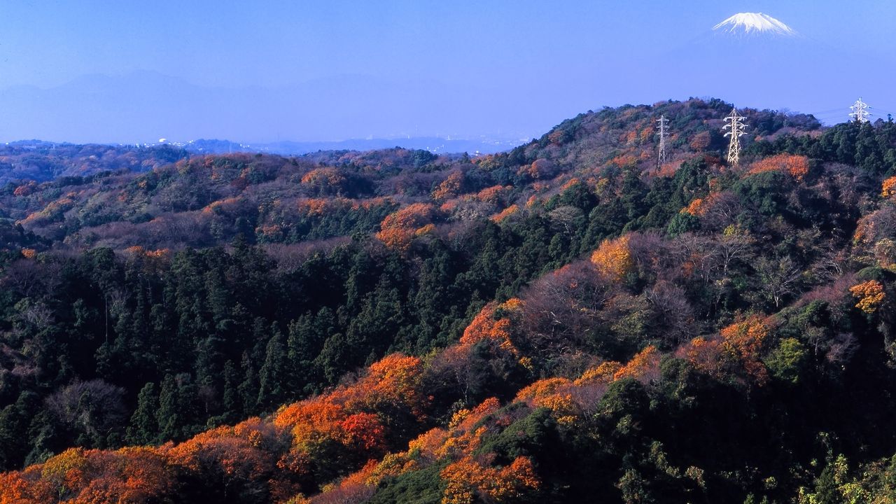 اليابان | مسار تين-إن في كاماكورا: رحلة بين معابد التاريخ وسحر الطبيعة وألوان الفصول