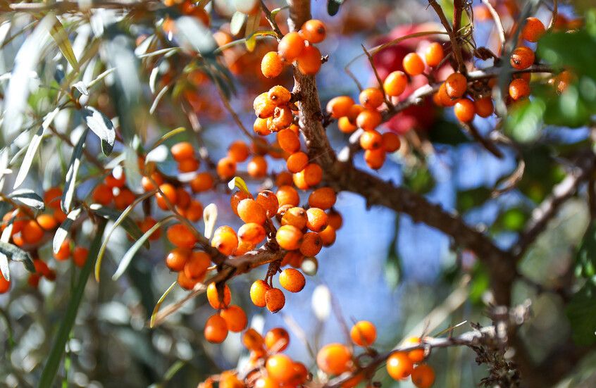 “المعجزة السيبيرية”.. ثمرة صغيرة تحارب 3 أمراض قاتلة وتكافح التجاعيد