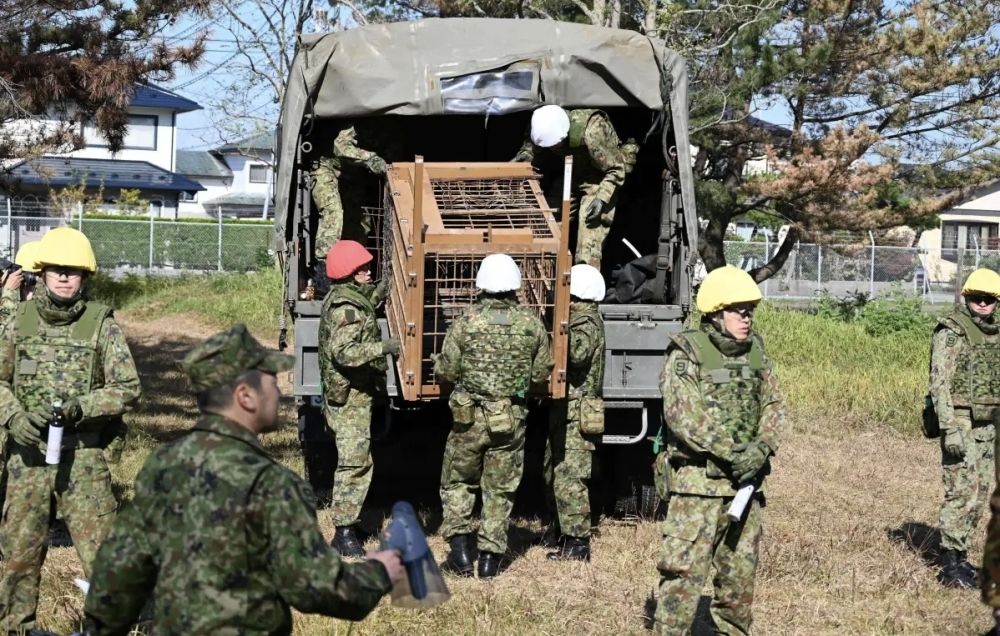 اليابان تستدعي قواتها العسكرية لمواجهة  هجمات الدببة
