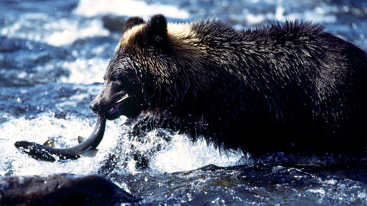 اليابان | 【صور】اكتشف جمال الحياة البرية في هوكايدو