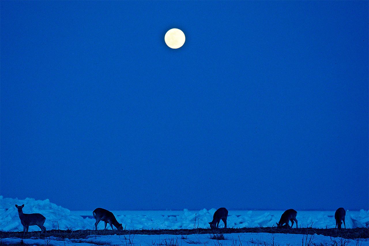 غزال سيکا تحت ضوء القمر البدر. (© ميزوكوشي تاكيشي)