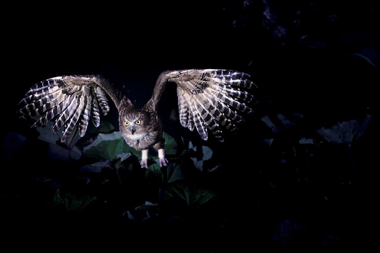 البوم يطير بصمت وهو يركز على فريسته. حتى بومة بليكستون السمكية الضخمة تنزلق بلا صوت عبر سماء الليل. (© ميزوكوشي تاكيشي)