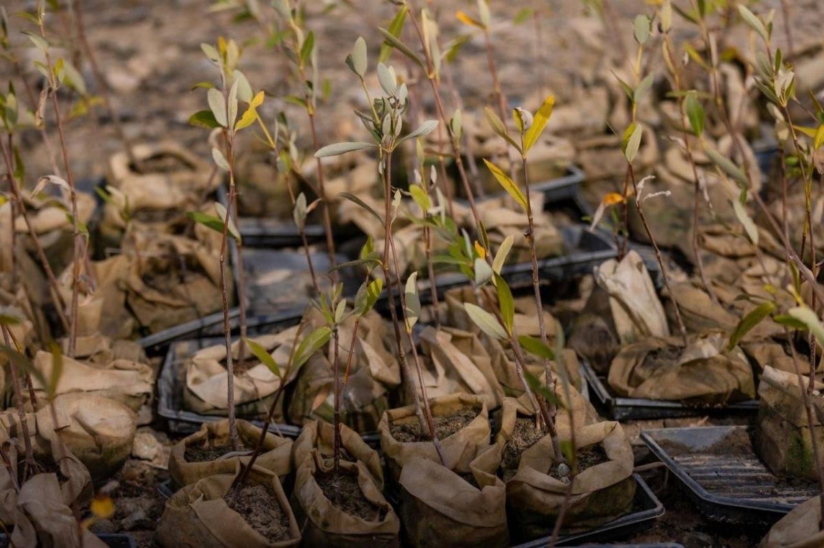 كاوست تُطلِق أول مشتل مدرسي لأشجار المانغروف في الشرق الأوسط لتمكين الشباب وإحياء النظم البيئية الساحلية