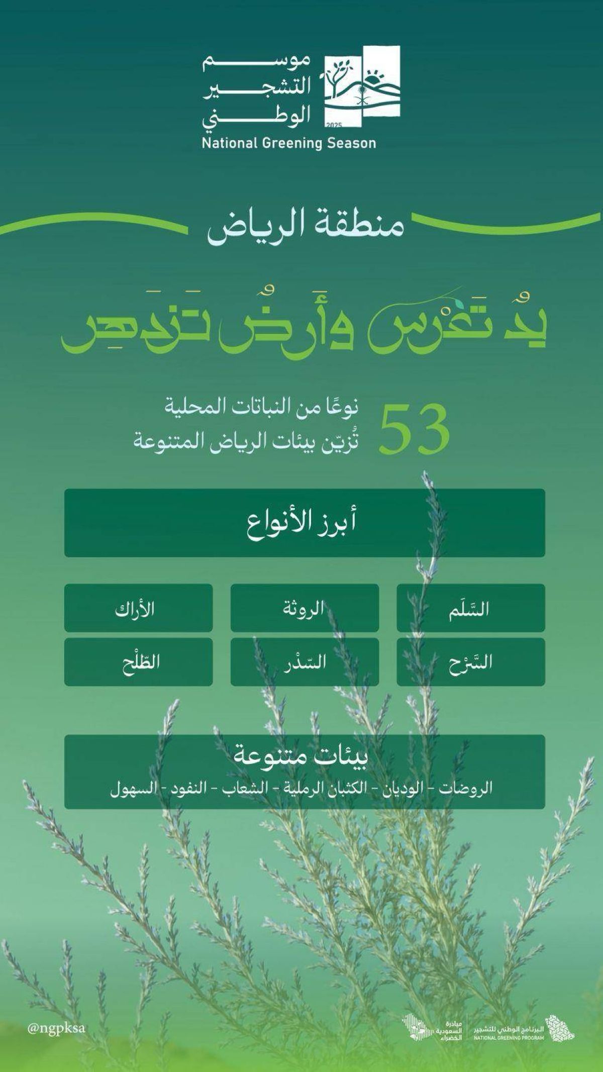 الطلح والسدر والسلم أبرز أنواع النباتات الملائمة للتشجير بالرياض