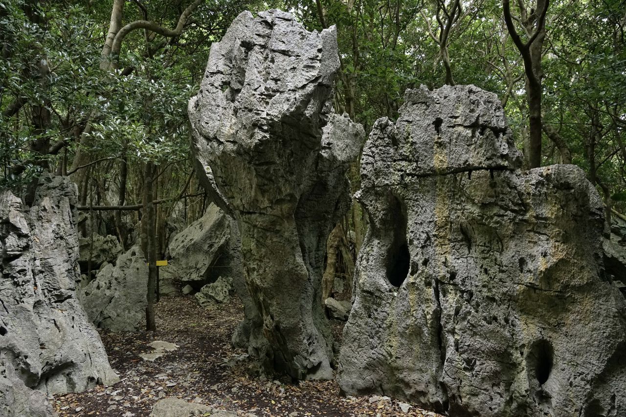 اليابان | أسوموي: حيث تلتقي الأساطير بالجبال المقدسة في شمال أوكيناوا