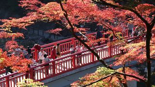اليابان | سحر الخريف الياباني في كاماكورا: رحلة بين الألوان القرمزية والذهبية الساحرة