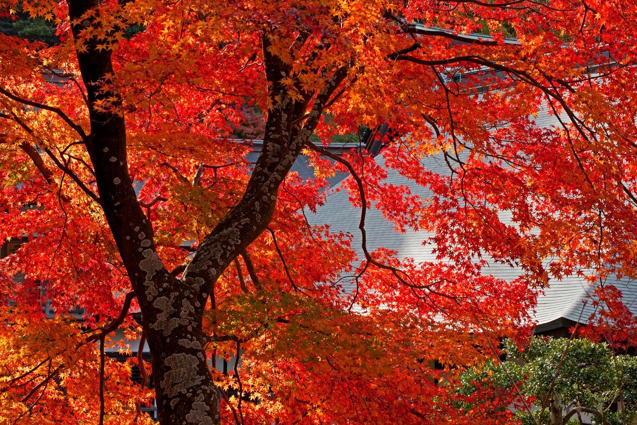 اليابان | سحر الخريف الياباني في كاماكورا: رحلة بين الألوان القرمزية والذهبية الساحرة