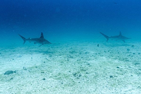 مؤتمر عالمي يناقش حماية الحياة البرية في سمرقند الأوزبكية